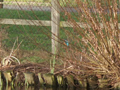Kingfisher on the village pond 1, January 4th, 2021